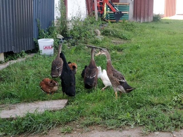 Our favorite is this squad of young ducks and chickens going around together - they were hatched together and seemed to each consider themselves as ducks IMG_20250803_160229