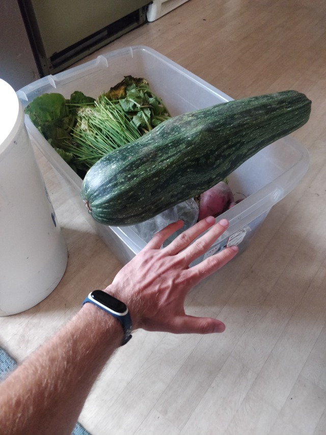 We got some vegetables from a guy in the neighborhood IMG_20250804_183718