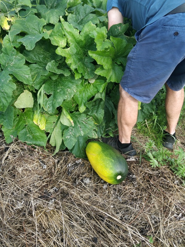 The first bounty, a giant zucchini as we were getting the welcome tour IMG_20250907_162950