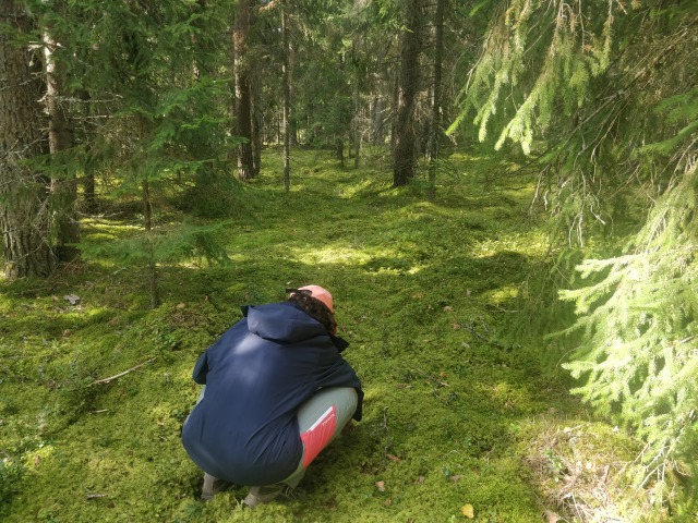 Picking mushrooms in the forest - No, we won't tell you where exactly :p IMG_20250910_151415